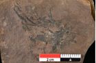 Foto (Detailansicht) von Cystoseira communis Unger (NHMW-GEO-2024-0188-0100)